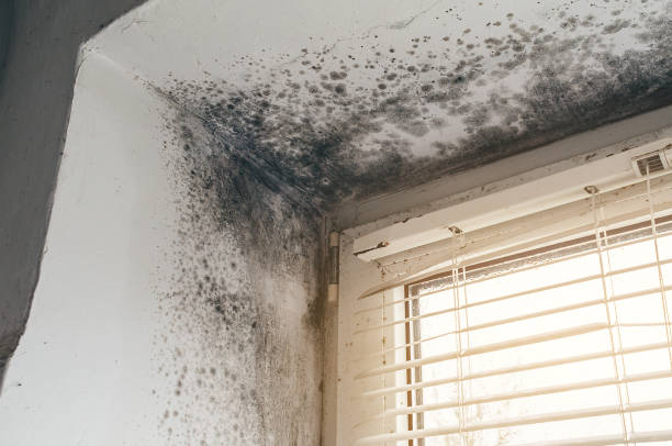 Affordable Mold Inspection And Testing solutions in Oak Ridge, NC